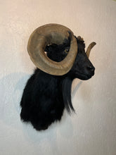 Taxidermy Black Goat Ram Shoulder Mount Blind Goat Curled Horns Blocking Eyes