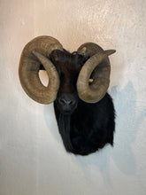 Taxidermy Black Goat Ram Shoulder Mount Blind Goat Curled Horns Blocking Eyes