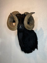 Taxidermy Black Goat Ram Shoulder Mount Blind Goat Curled Horns Blocking Eyes
