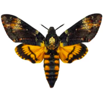 Death's Head Moth Pinning Class