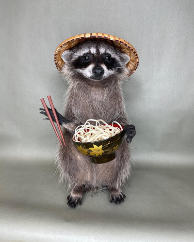 Tanuki Japanese Raccoon Taxidermy with Noodles