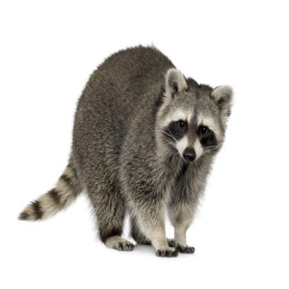 Lifesize Raccoon Taxidermy Class