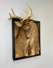 NYC NJ PICKUP ONLY Taxidermy Framed Deer