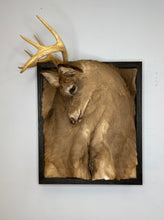 NYC NJ PICKUP ONLY Taxidermy Framed Deer