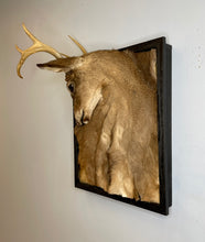 NYC NJ PICKUP ONLY Taxidermy Framed Deer