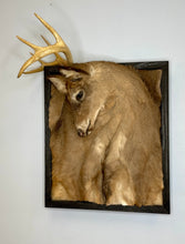 NYC NJ PICKUP ONLY Taxidermy Framed Deer