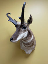 Taxidermy Antelope Shoulder Mount