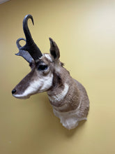 Taxidermy Antelope Shoulder Mount