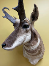 Taxidermy Antelope Shoulder Mount