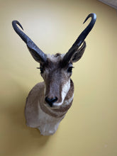 Taxidermy Antelope Shoulder Mount