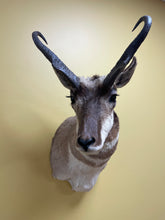 Taxidermy Antelope Shoulder Mount