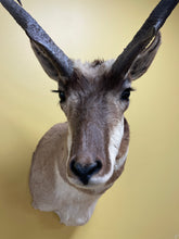 Taxidermy Antelope Shoulder Mount