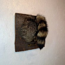 Taxidermy Raccoon Butt Bottle Opener