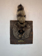 Taxidermy Raccoon Butt Bottle Opener