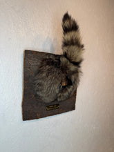 Taxidermy Raccoon Butt Bottle Opener