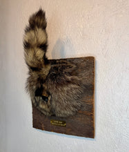 Taxidermy Raccoon Butt Bottle Opener