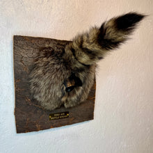 Taxidermy Raccoon Butt Bottle Opener
