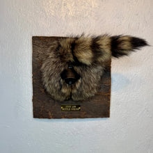 Taxidermy Raccoon Butt Bottle Opener