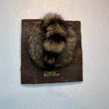 Taxidermy Raccoon Butt Bottle Opener