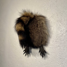 Taxidermy Raccoon Butt Bottle Opener
