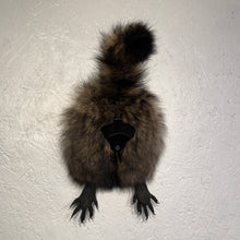 Taxidermy Raccoon Butt Bottle Opener