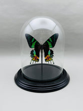 Real Sunset Moth in Glass Dome
