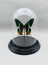 Real Sunset Moth in Glass Dome