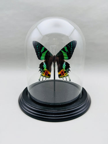 Real Sunset Moth in Glass Dome