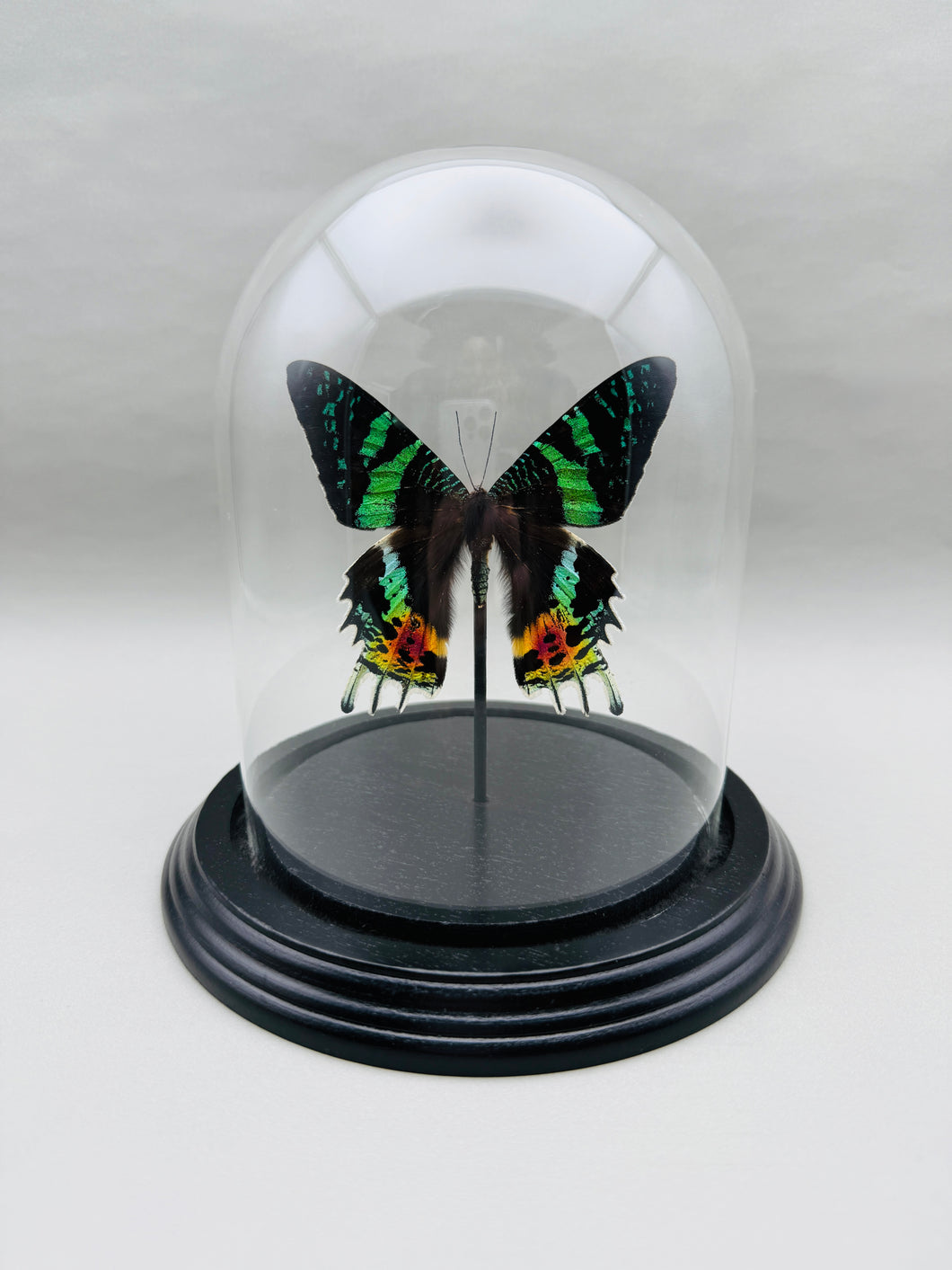 Real Sunset Moth in Glass Dome