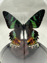 Real Sunset Moth in Glass Dome