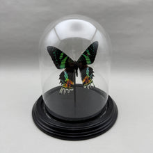 Real Sunset Moth in Glass Dome