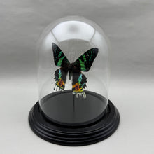 Real Sunset Moth in Glass Dome