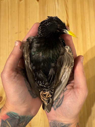 Taxidermy Starling Dead Mount Bird Prop