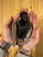 Taxidermy Starling Dead Mount Bird Prop