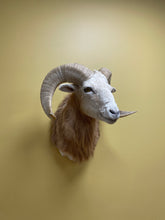 Taxidermy Texas Dall Ram Shoulder Mount