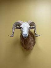 Taxidermy Texas Dall Ram Shoulder Mount