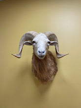 Taxidermy Texas Dall Ram Shoulder Mount