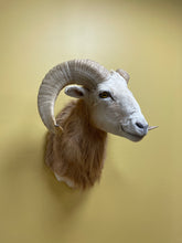 Taxidermy Texas Dall Ram Shoulder Mount