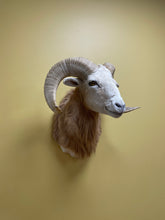 Taxidermy Texas Dall Ram Shoulder Mount