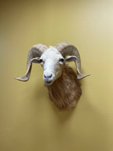 Taxidermy Texas Dall Ram Shoulder Mount