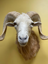 Taxidermy Texas Dall Ram Shoulder Mount