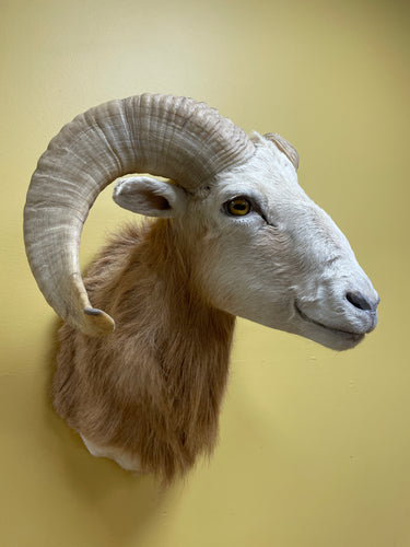 Taxidermy Texas Dall Ram Shoulder Mount