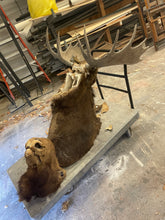 Moose Antler Mount