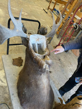 Moose Antler Mount