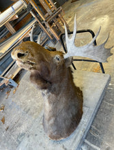 Moose Antler Mount