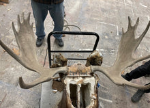 Moose Antler Mount