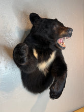 Black Bear Half Mount Taxidermy Upright