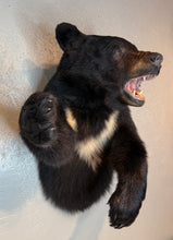 Black Bear Half Mount Taxidermy Upright