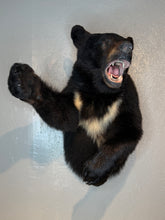 Black Bear Half Mount Taxidermy Upright