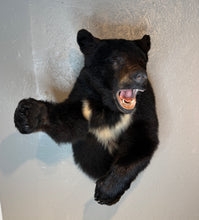 Black Bear Half Mount Taxidermy Upright